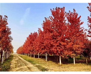 紅點紅楓