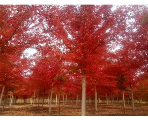 美國紅楓